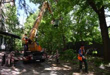 "Алматы Жазы": в городе проведут санобрезку шести тысяч деревьев
