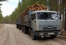 Кражу леса выявили под Семеем