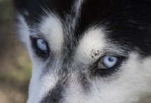 Хаски оставили умирать в поле Петропавловска