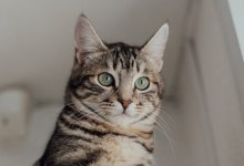 Названа главная ошибка хозяев домашних кошек