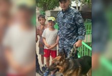 Немецкая овчарка Феликс раскрыла загадку пропажи мальчика в Астане