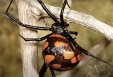 Опасные пауки атаковали жителей Атырауской области