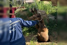 В Актюбинской области спасли верблюда