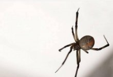 Укус паука едва не лишил жизни подростка из Атырау