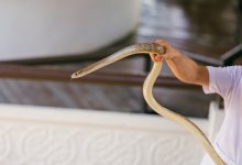 Змею нашли на пляже в Карагандинской области