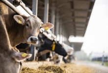 Прокуроры выявили схему хищения субсидий в Алматинской области