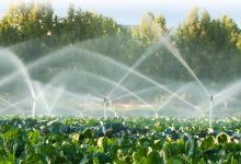 Сколько воды тратят на нужды сельского хозяйства в Казахстане