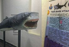 Из акулы-убийцы сделали музейный экспонат