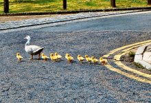 Полицейские Астаны остановили поток автомобилей ради спасения уток на проезжей части