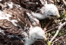 Уникальные кадры птенцов беркута сняты в Павлодарской области