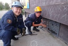 Спасатели Актобе вытащили из подвала застрявшую кошку