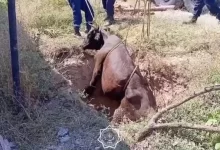 Видео спасения коровы опубликовали спасатели Шымкента