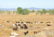 Комиссия "Жер аманаты" проведет выездные заседания в регионах