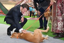 Казахская тазы, подаренная Токаевым Макрону, в ожидании щенков (ВИДЕО)