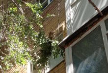 Спасатели пришли на выручку коту в Актобе