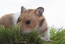 На переезд 39 хомяков потратят миллионы евро в Германии