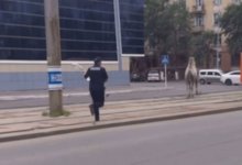 Сбежавший верблюд заставил попотеть полицейских Павлодара (ВИДЕО)