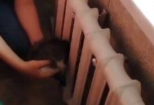 Котенок застрял головой в батерее в Акмолинской области