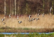 Охотничьи угодья спустя два года вернули государству в Костанайской области