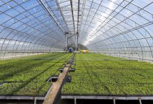 "Семей орманы" восстанавливает сгоревший лес