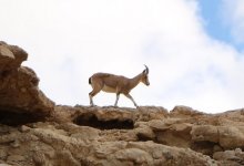 Джейрана подстрелил браконьер в Жамбылской области