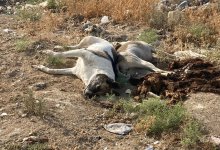 Тела собак нашли в пригороде Актау
