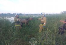 Лошадь спасли в Костанайской области