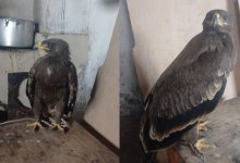 Продать степного орла пытался подросток из Карагандинской области