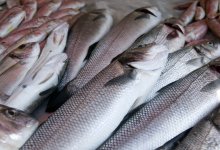 Контрабандную рыбу продавал казахстанец в Европу