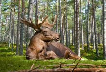 Лось провалился в поливную систему в Карагандинской области