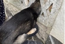 Щенок застрял в бетонном заборе в Житикаре