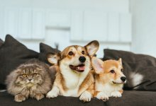 В Китае в 2024 году количество домашних животных превысит количество детей