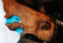 Карантин ввели в одном из сел Костанайской области