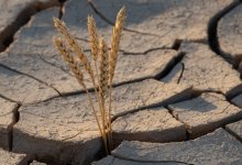 Засуха и бескормица: в ЗКО объявлен режим ЧС