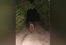 Слухи о медведях на кладбище напугали жителей Серебрянска в ВКО