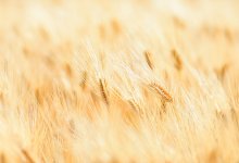 Уборка урожая оказалась под угрозой срыва в Акмолинской области