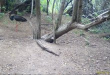 Краснокнижная птица попала на видео в Туркестанской области