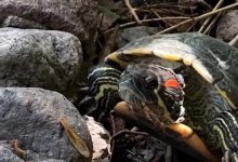 Редкий вид черепах показали в зоопарке Алматы