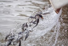 Почти 8 млн рыбной молоди спасли в ЗКО