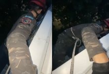 В ВКО использовали альпинистское снаряжение, чтобы спасти кошку