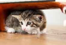 Убила кошек на камеру: школьницу подозревают в живодерстве (ВИДЕО)