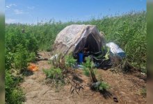 Тайную наркоплантацию нашли на одном из островков озера Балхаш (ВИДЕО)