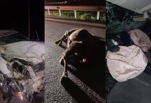 Два верблюда стали причиной ДТП в Костанайской области