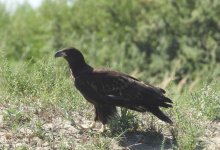 У пары краснокнижных птиц, получивших новое гнездо, успешно подрос птенец