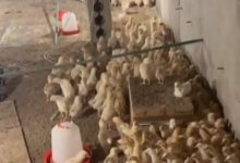 Курятник развел в подвале многоквартирного дома житель Актау