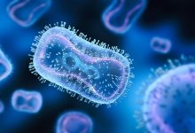 Есть ли оспа обезьян в Казахстане, ответили в Минздраве