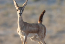 Редкие животные и птицы попали в фотоловушки в Мангистауской области (ВИДЕО)