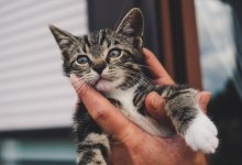 Котенок застрял за облицовкой здания в Астане