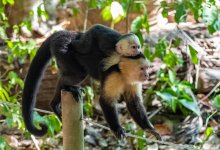 Первый малыш родился у капуцинов в зоопарке Алматы