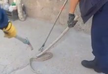 Змея заползла на территорию одного из ЖК в Астане